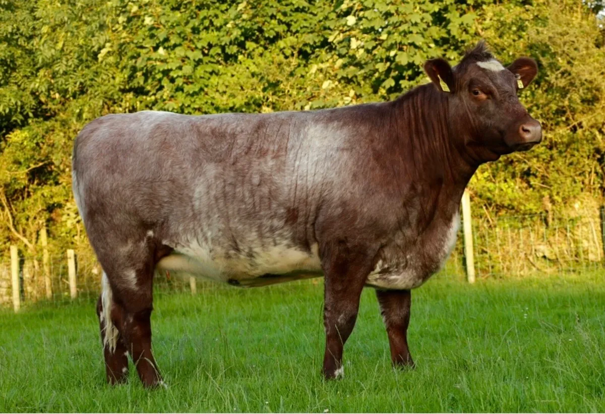 Shannonside Shorthorn Breeders Club Sale - Image 4