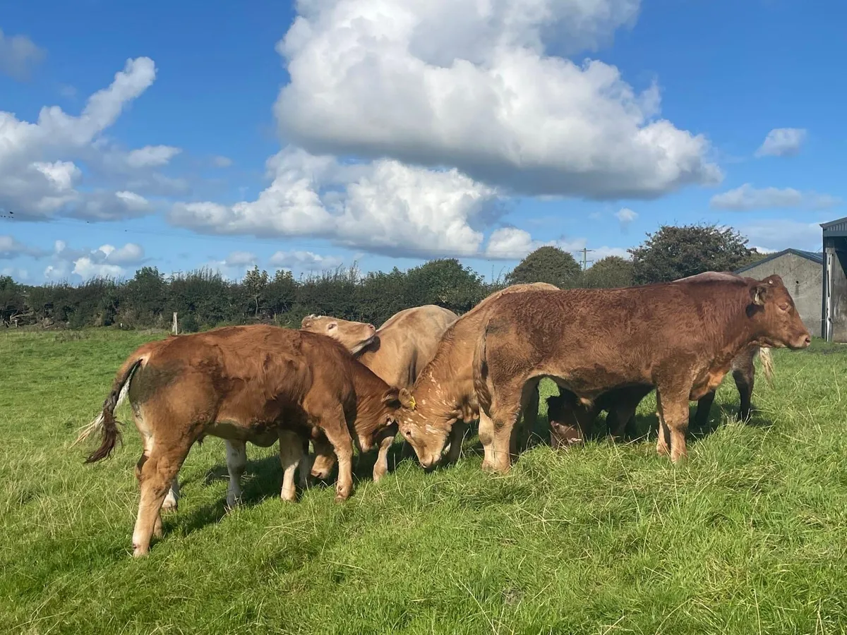 ⭐️8 super weanling bullocks⭐️ - Image 1