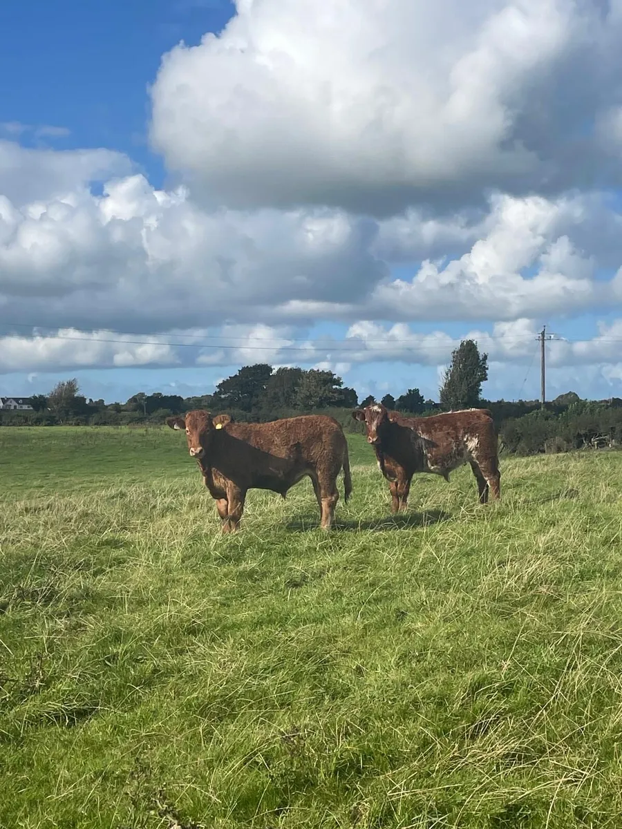 ⭐️8 super weanling bullocks⭐️ - Image 3