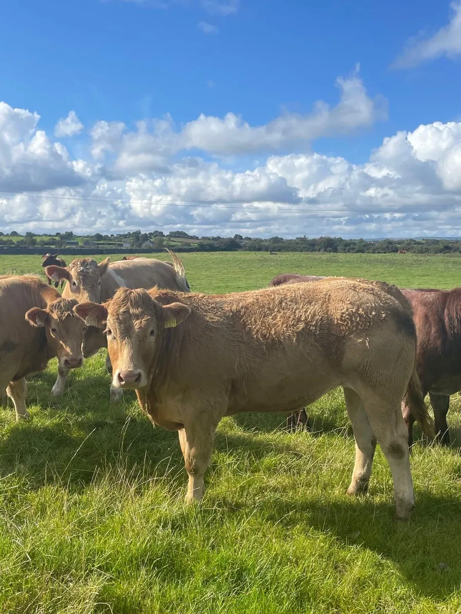 ⭐️8 super weanling bullocks⭐️ - Image 4
