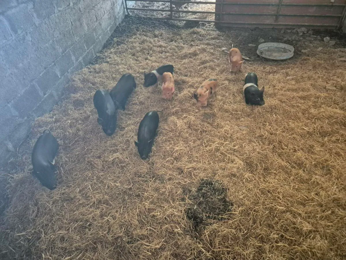 Pigs - Image 1