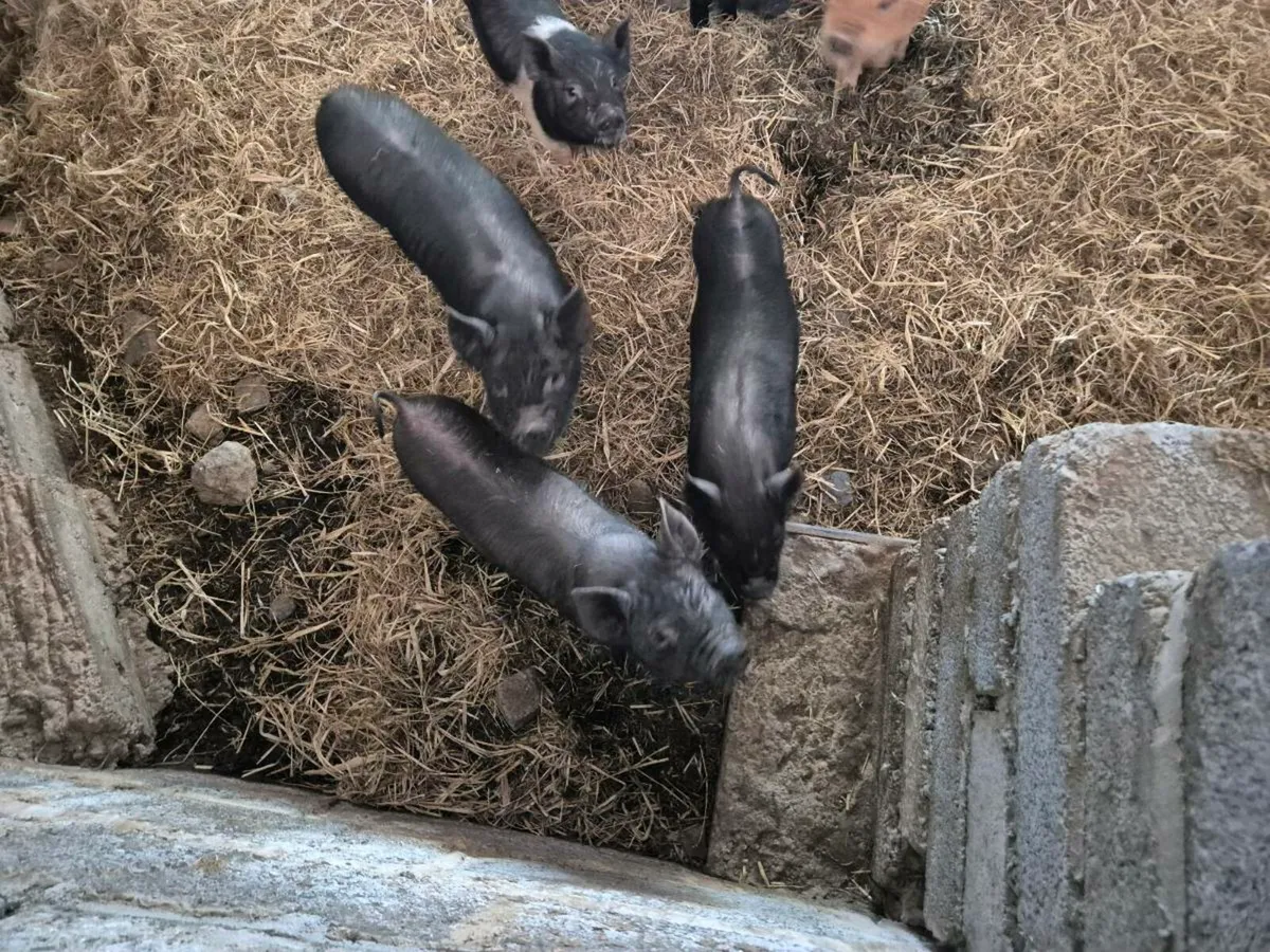Pigs - Image 2