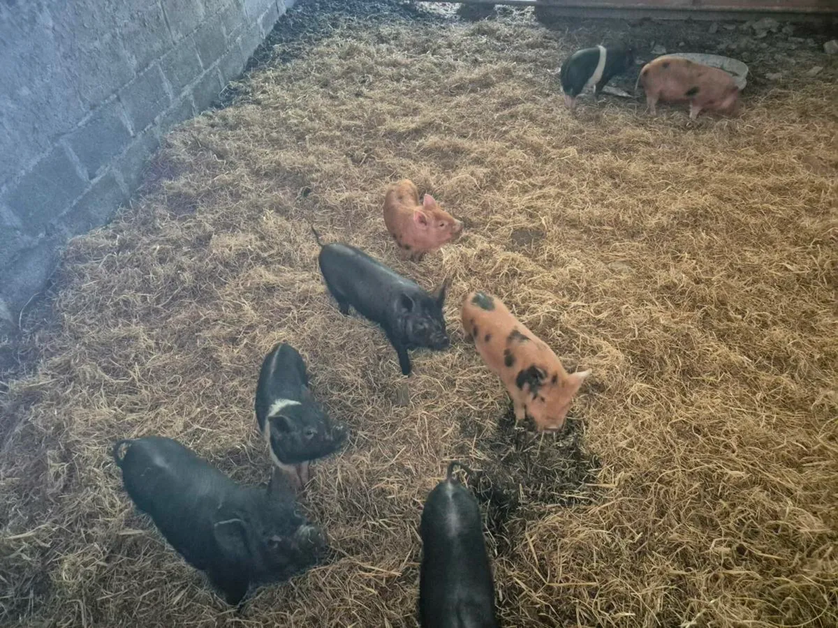 Pigs - Image 3