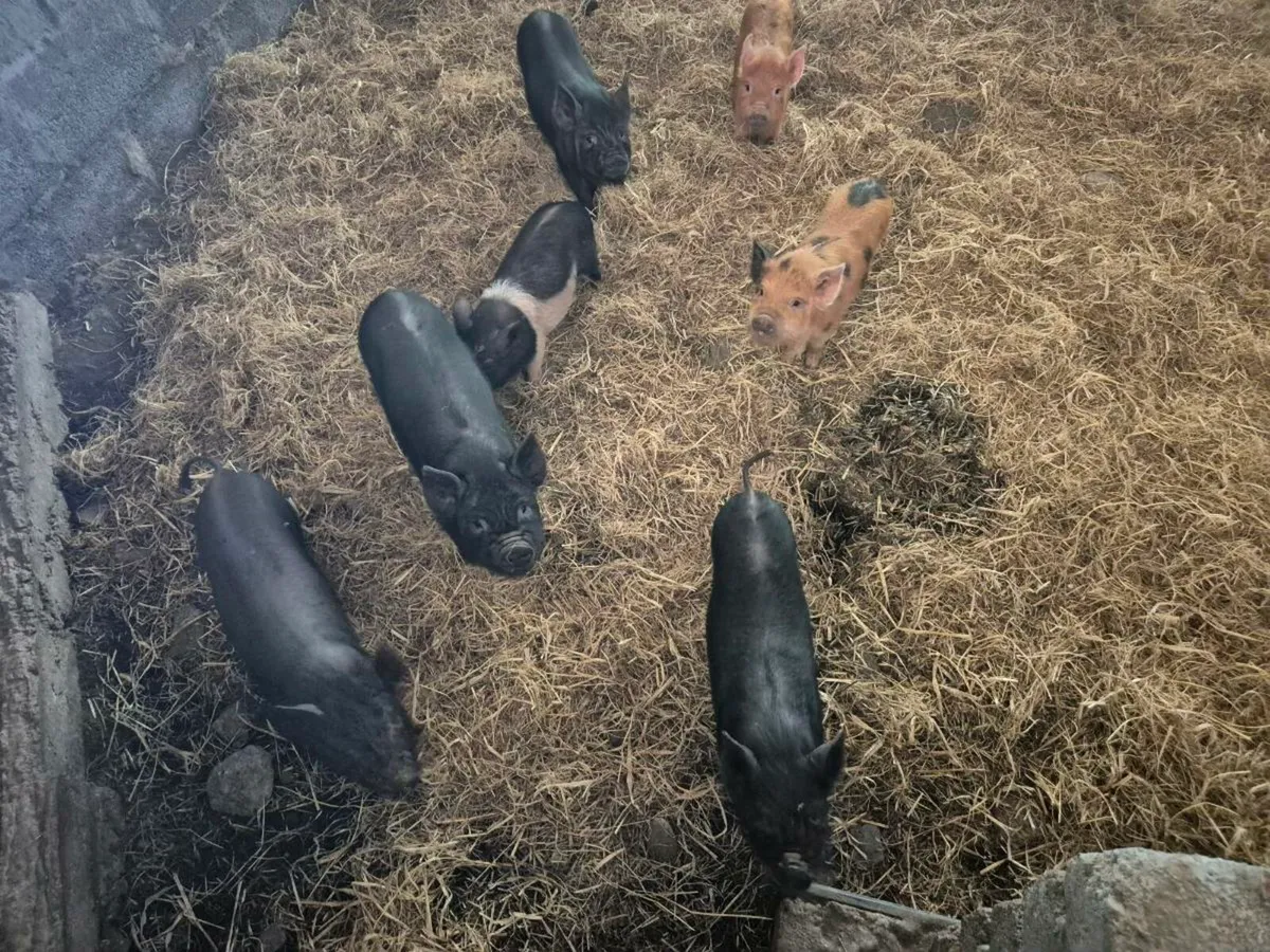 Pigs - Image 4
