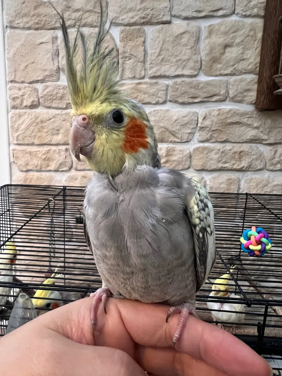 Cockatiel birds - Image 2