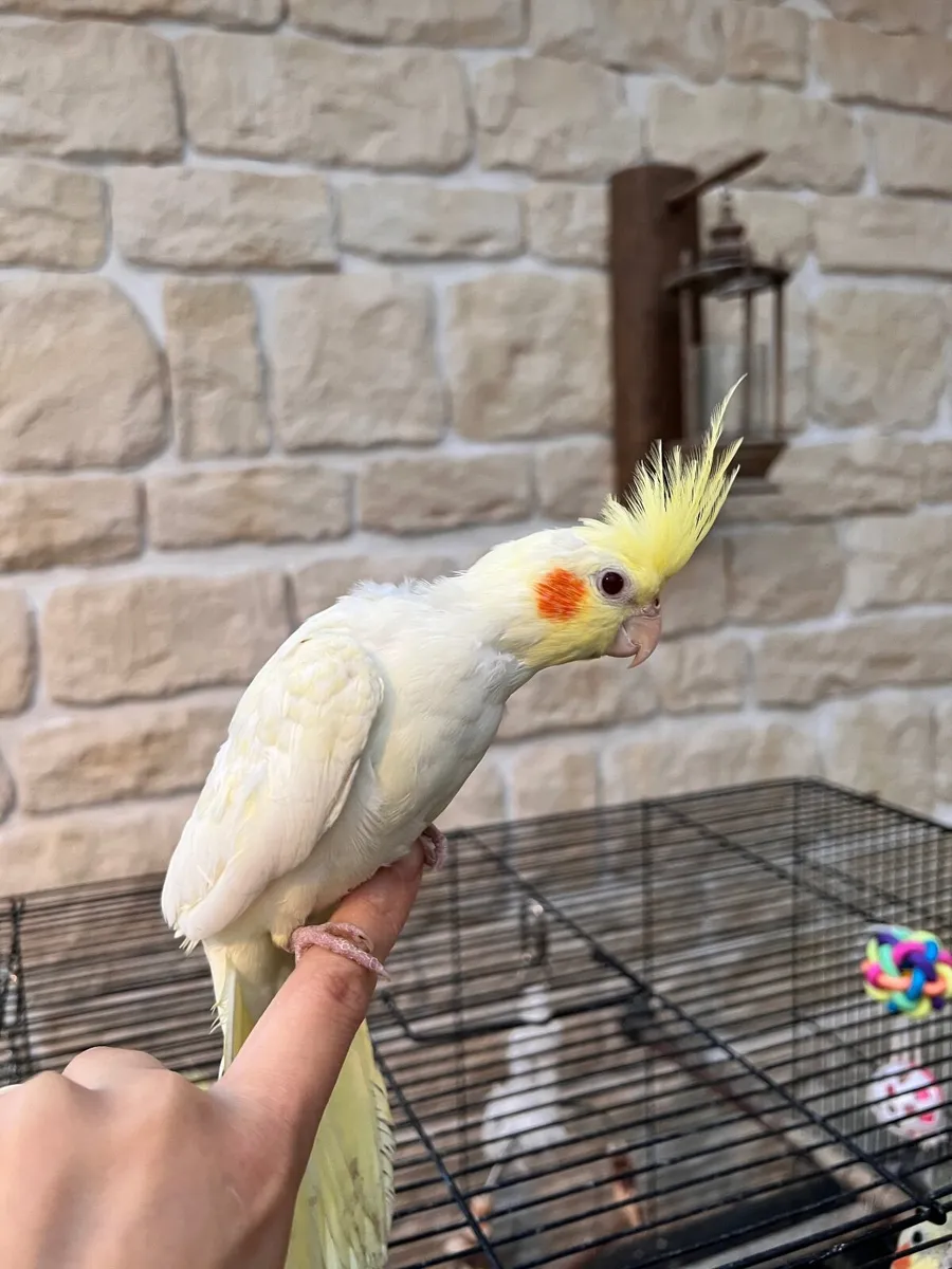 Cockatiel birds - Image 3