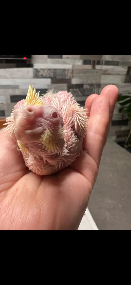 Cockatiel birds - Image 4