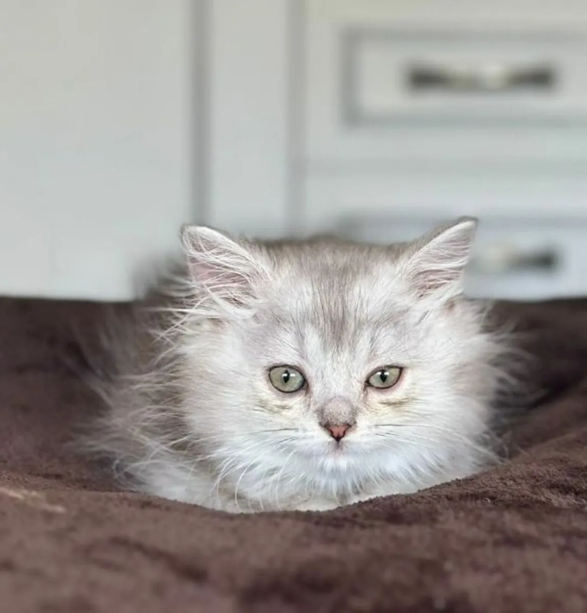 Scottish fold and straight kittens - Image 2