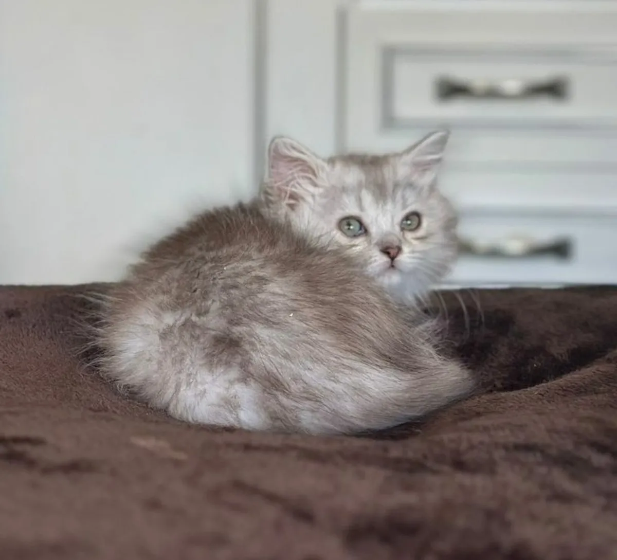 Scottish fold and straight kittens - Image 3