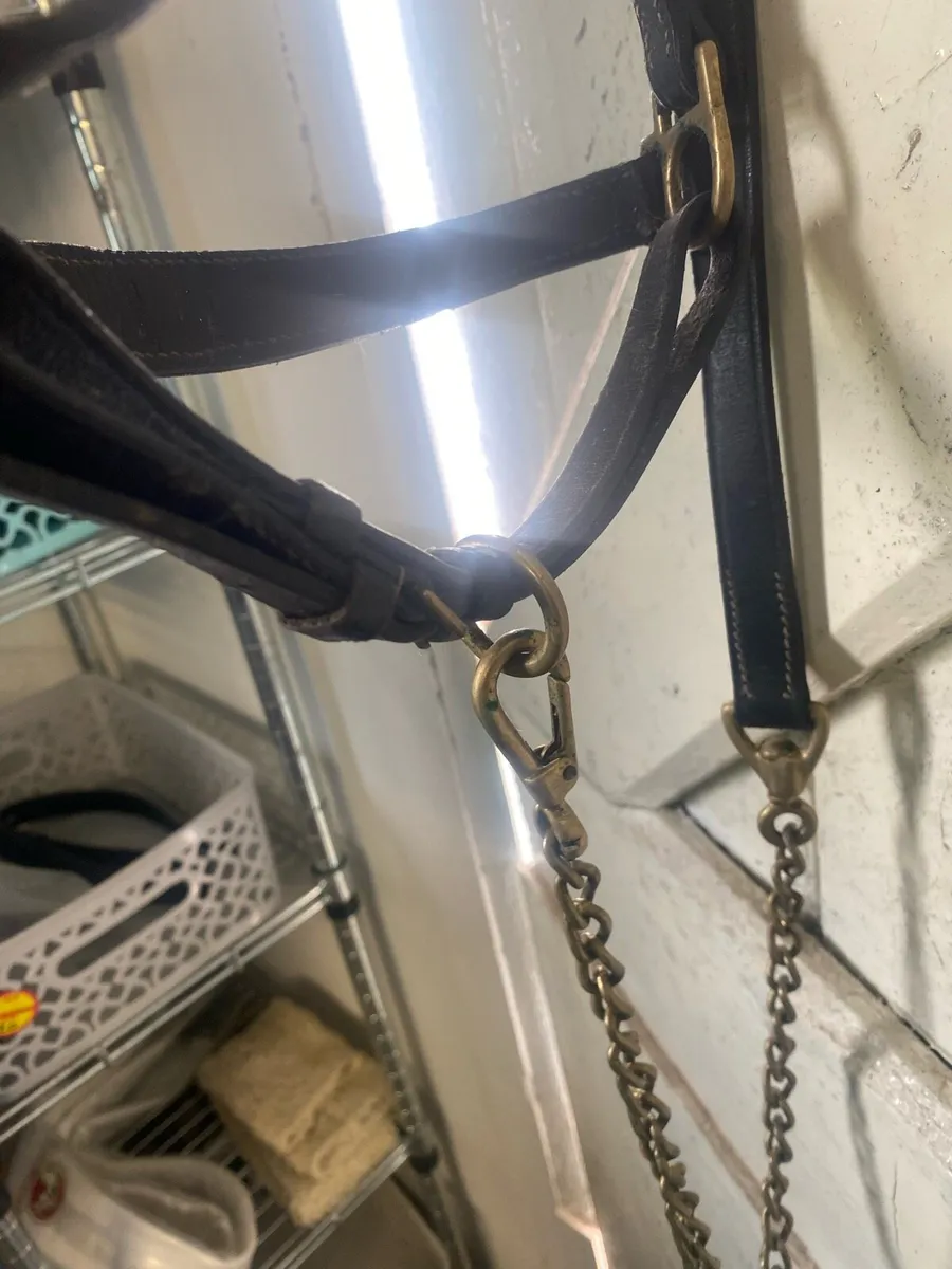 Leather halter and lead - Image 4