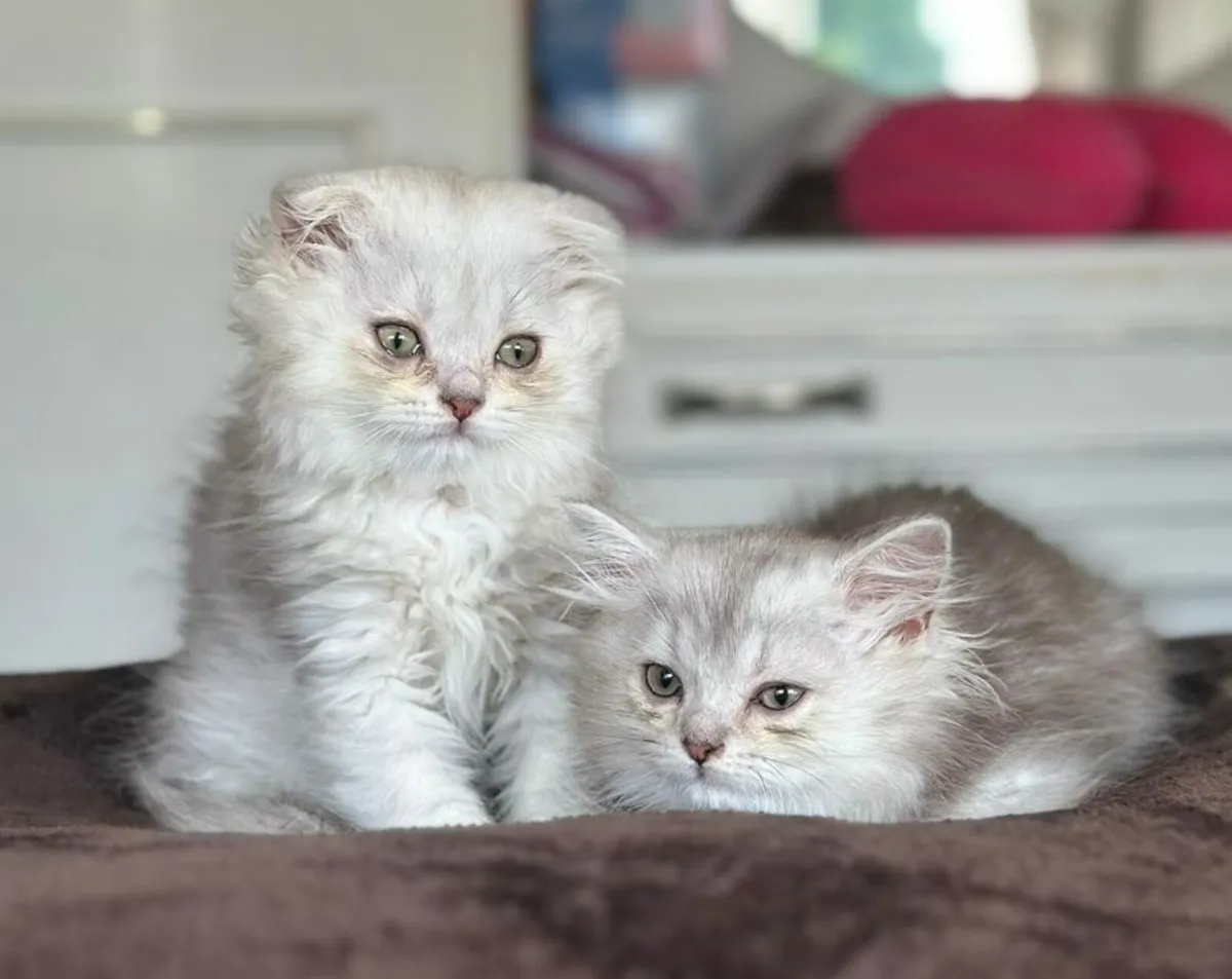Scottish fold and straight kittens - Image 1