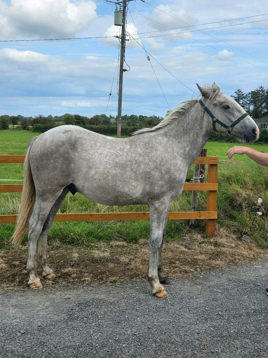 Irish Draught Yearling - Gelding - Image 2