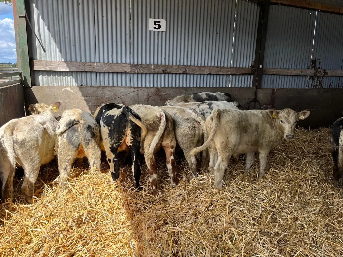 10 super continental runner bulls - Image 1