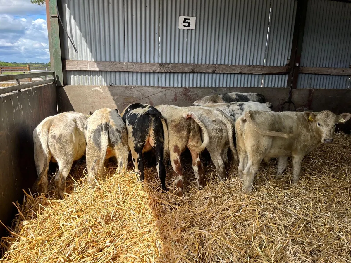 10 super continental runner bulls - Image 3