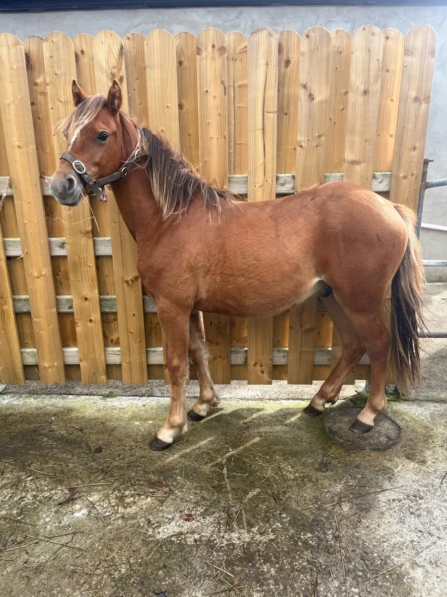 2yo colt - Image 1