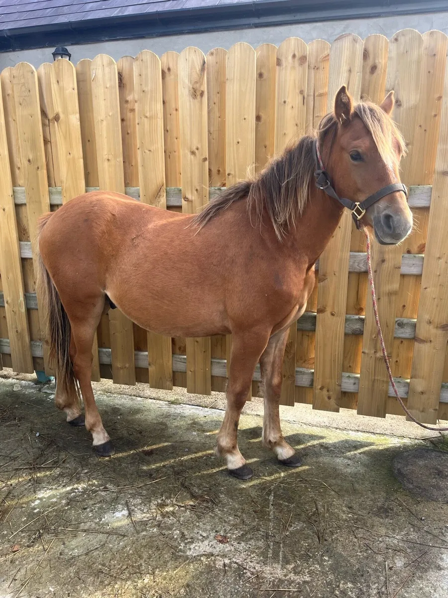 2yo colt - Image 2