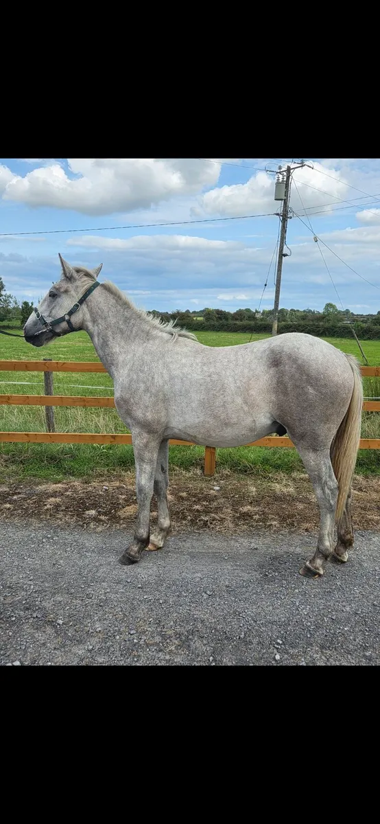 Irish Draught Yearling - Gelding - Image 1