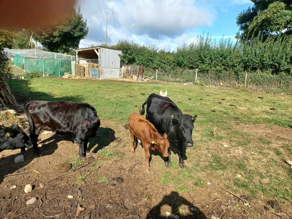 Cows - Image 1