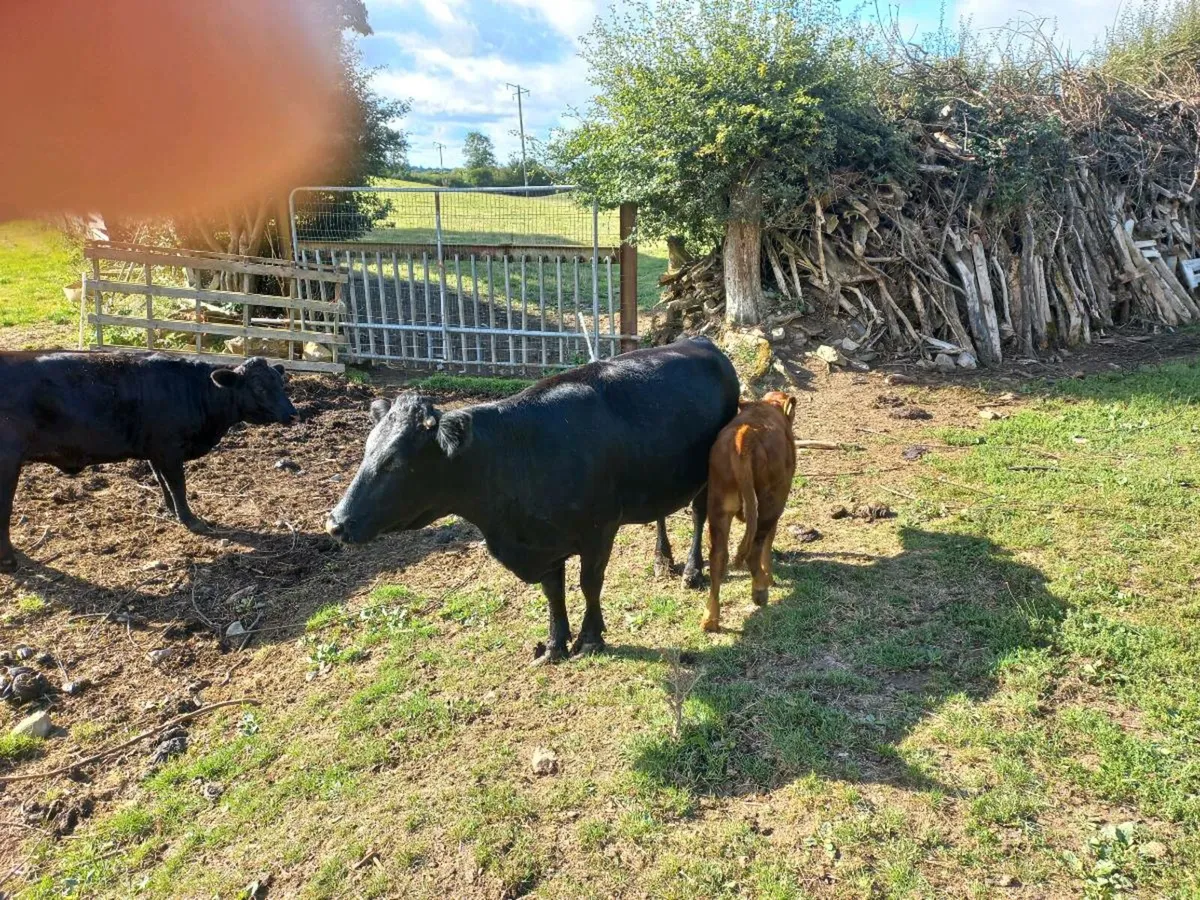 Cows - Image 2
