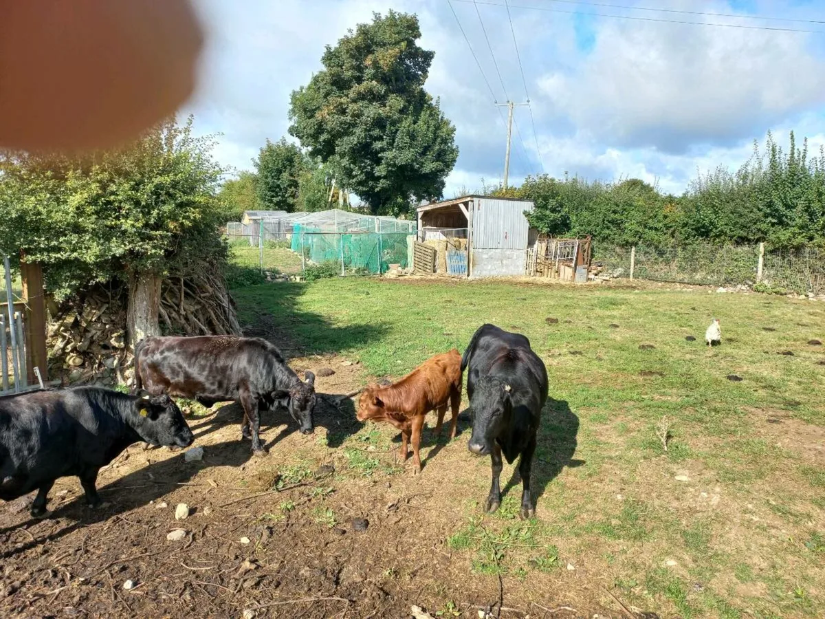 Cows - Image 3
