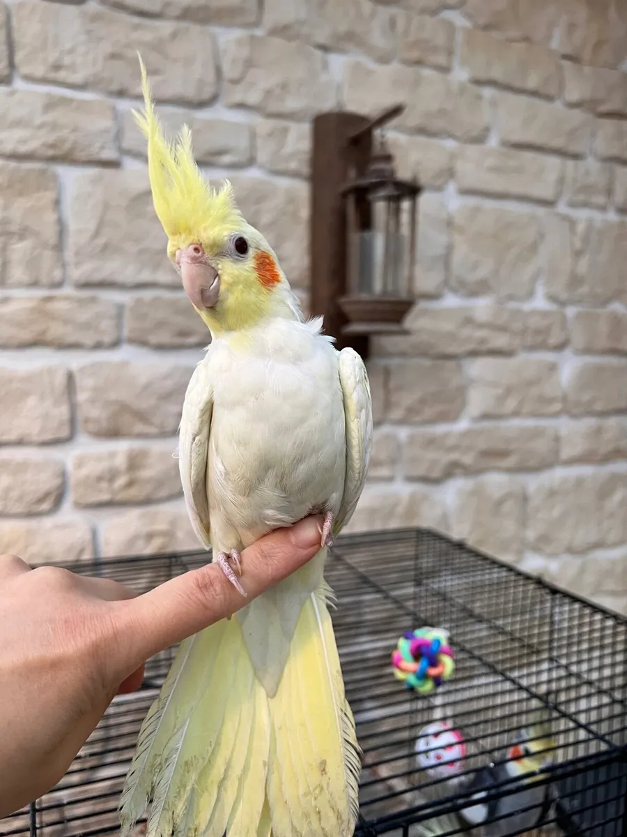 Cockatiel birds - Image 1