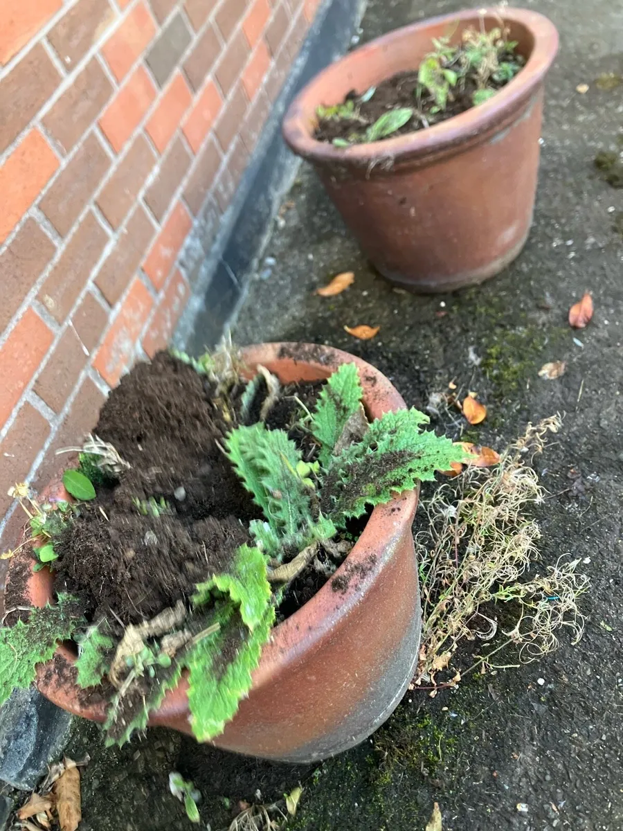 2 ceramic plant pots, 48 cm diameter - Image 2