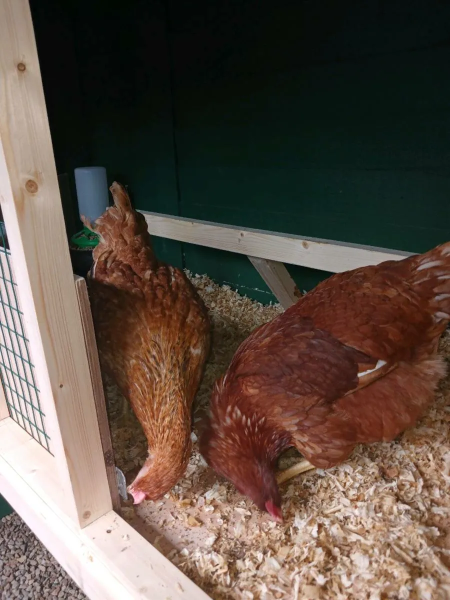 Hens on point of laying - Image 2