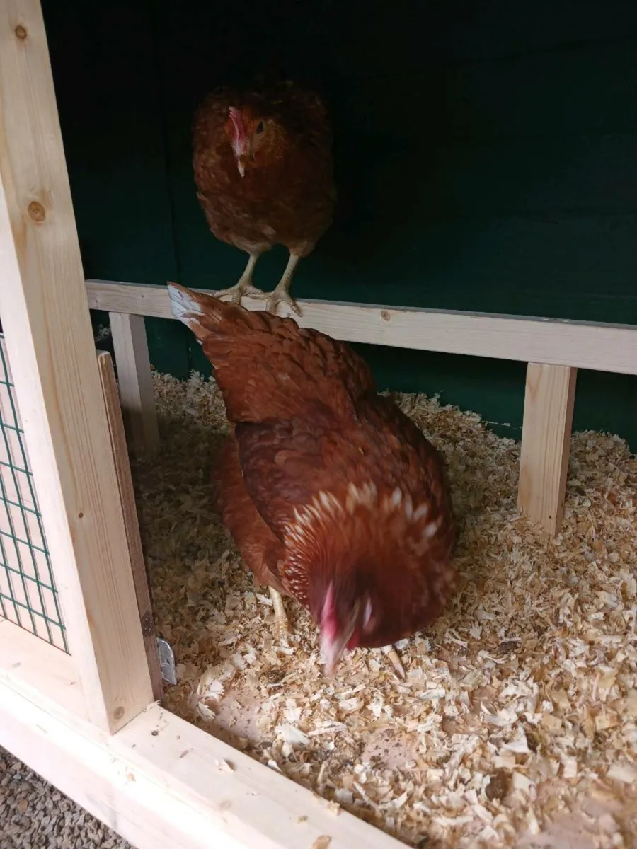 Hens on point of laying - Image 3