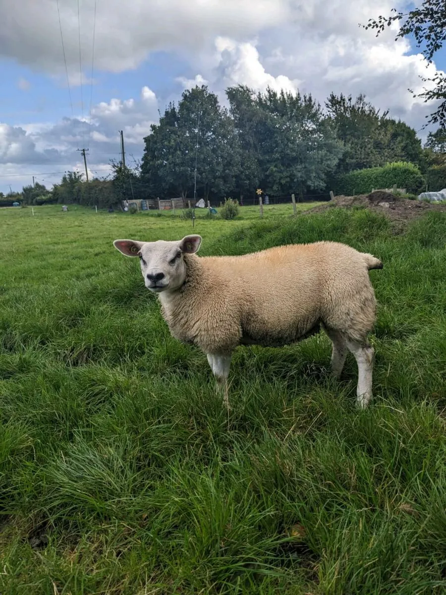 One Ewe lamb Texel PBR. - Image 3