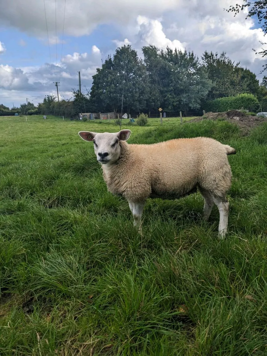 One Ewe lamb Texel PBR. - Image 1