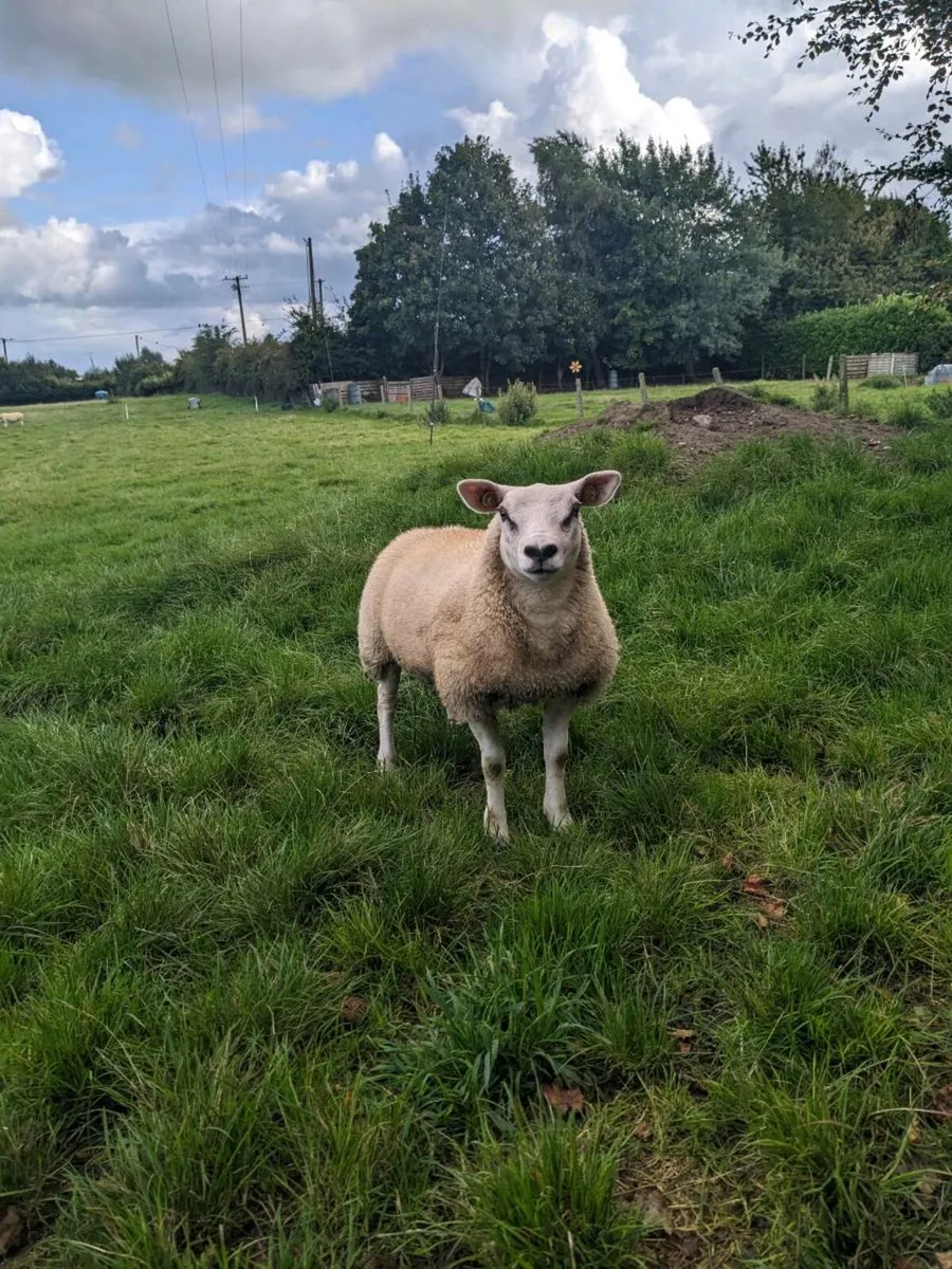One Ewe lamb Texel PBR. - Image 4
