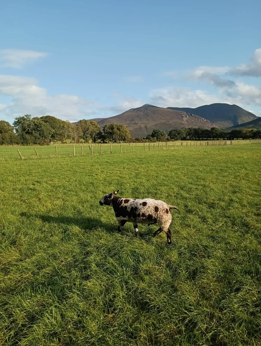 Ram Lamb - Image 4