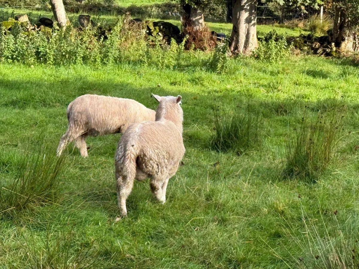 Organic Abberfield Ram lambs - Image 1