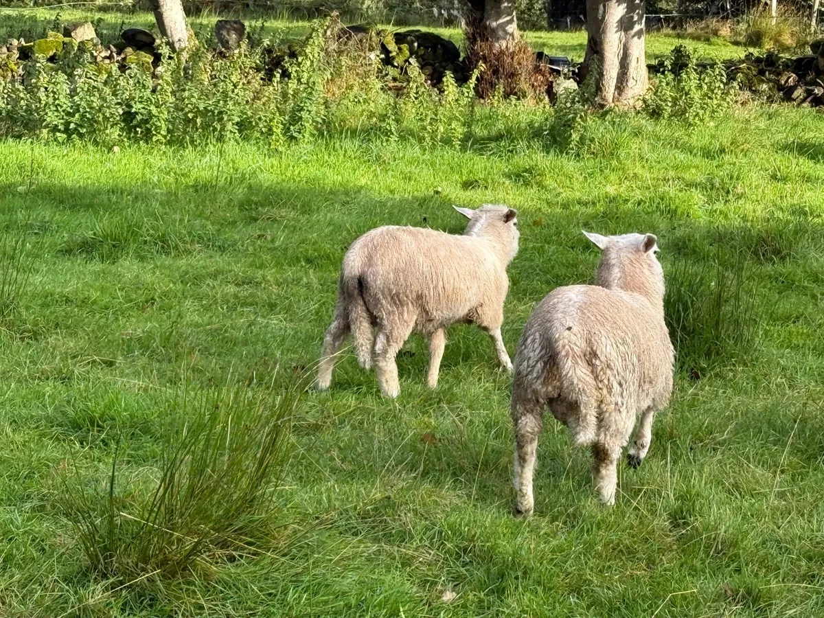Organic Abberfield Ram lambs - Image 2