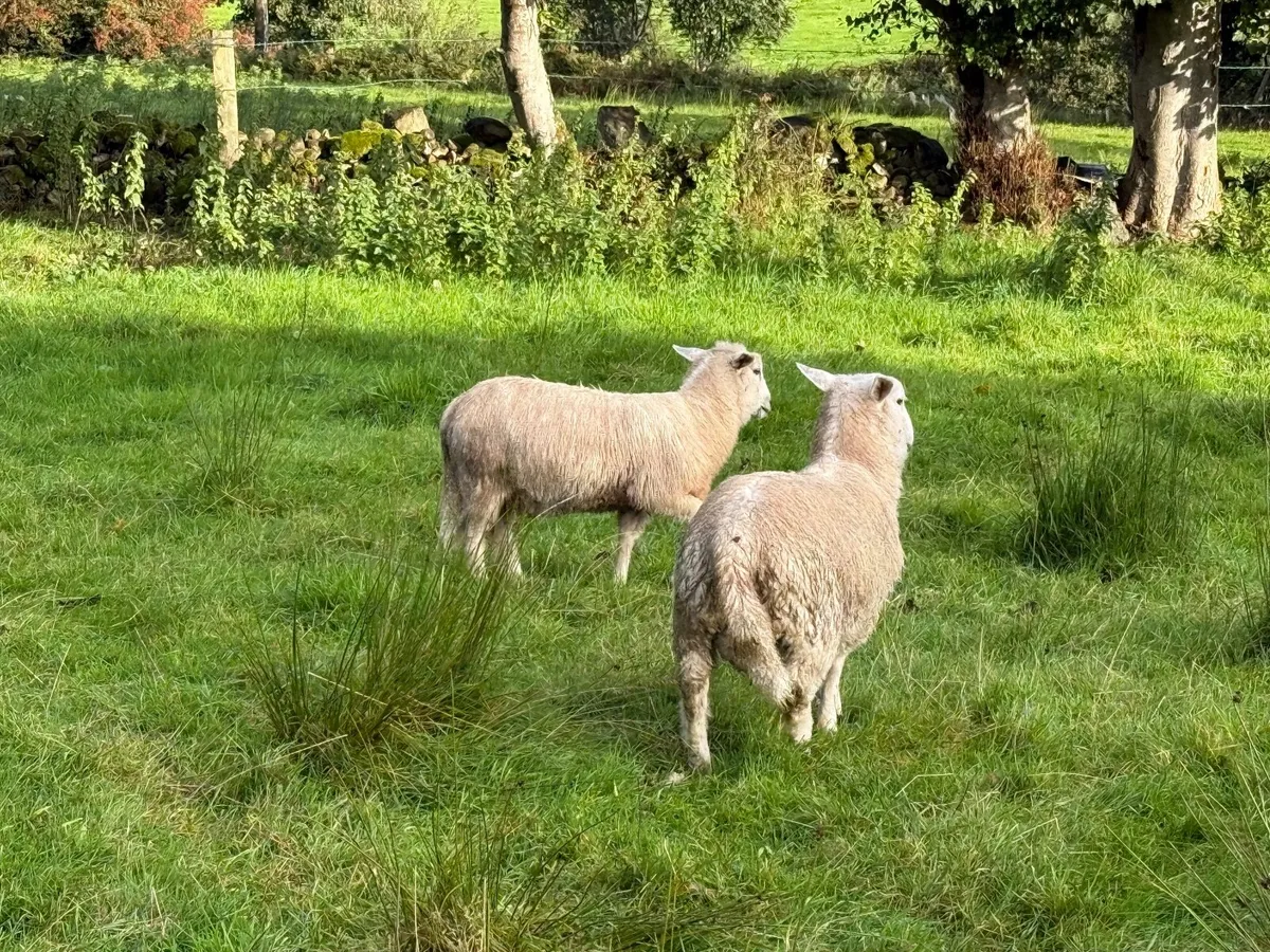 Organic Abberfield Ram lambs - Image 3