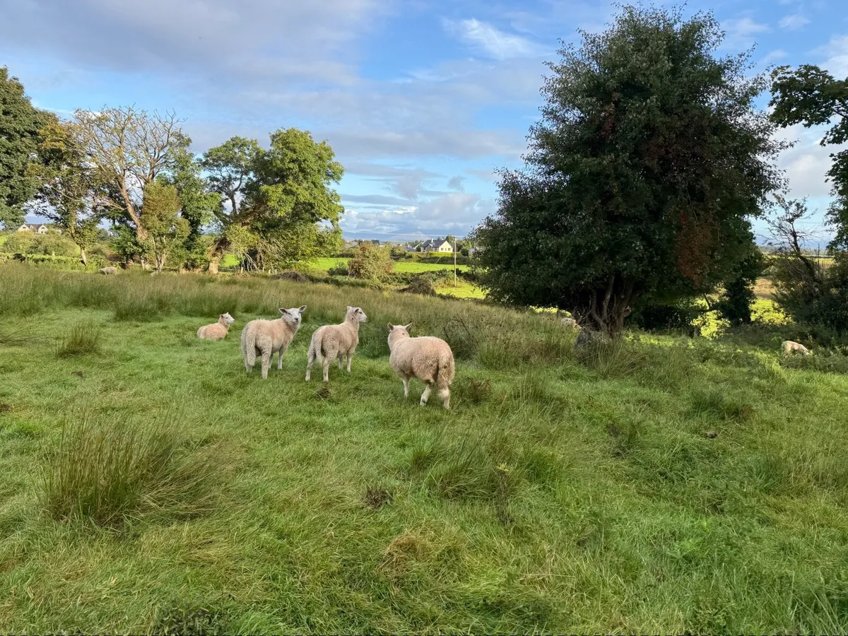 Organic Abberfield Ram lambs - Image 4
