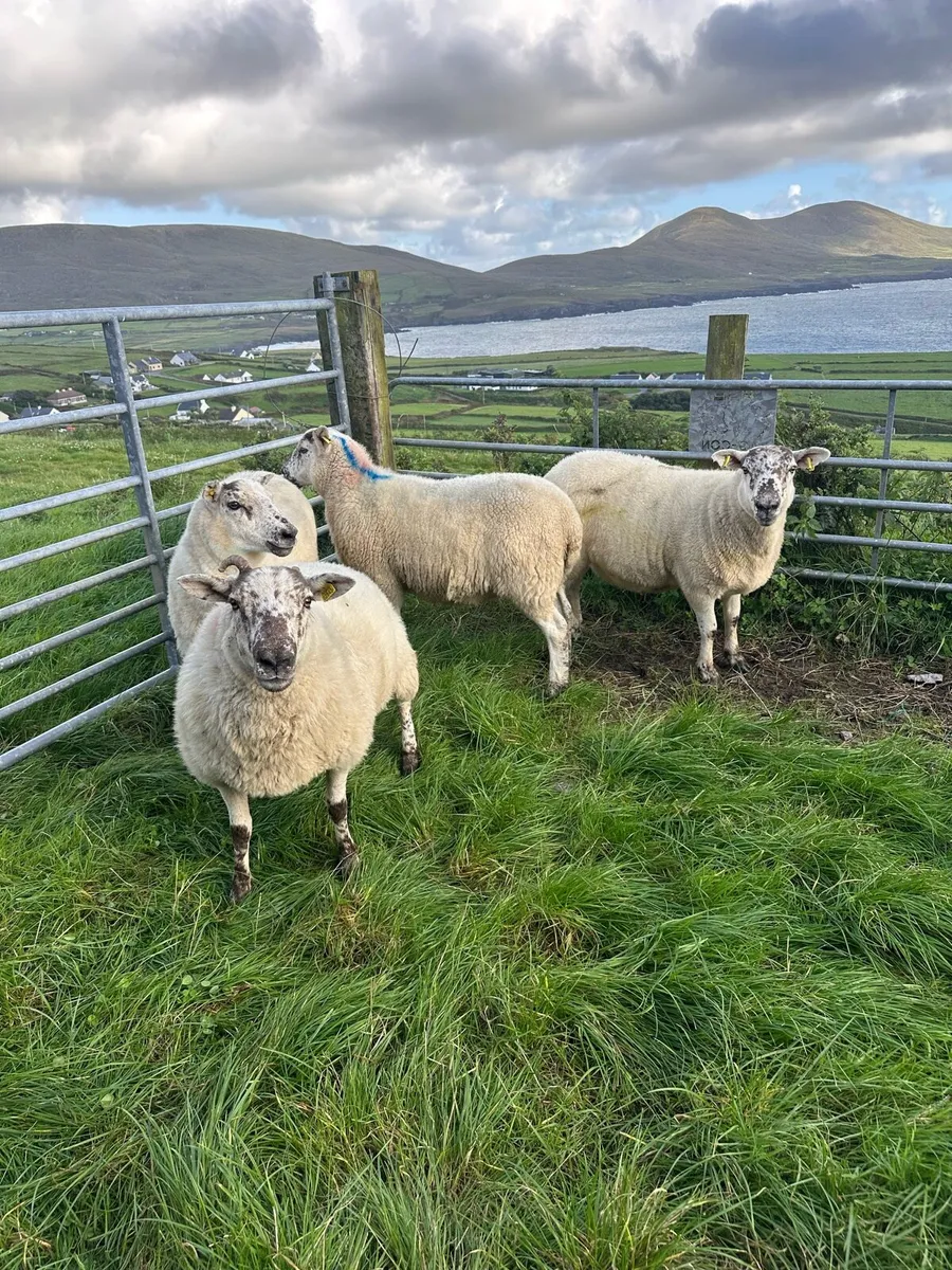 Sheep - Image 1