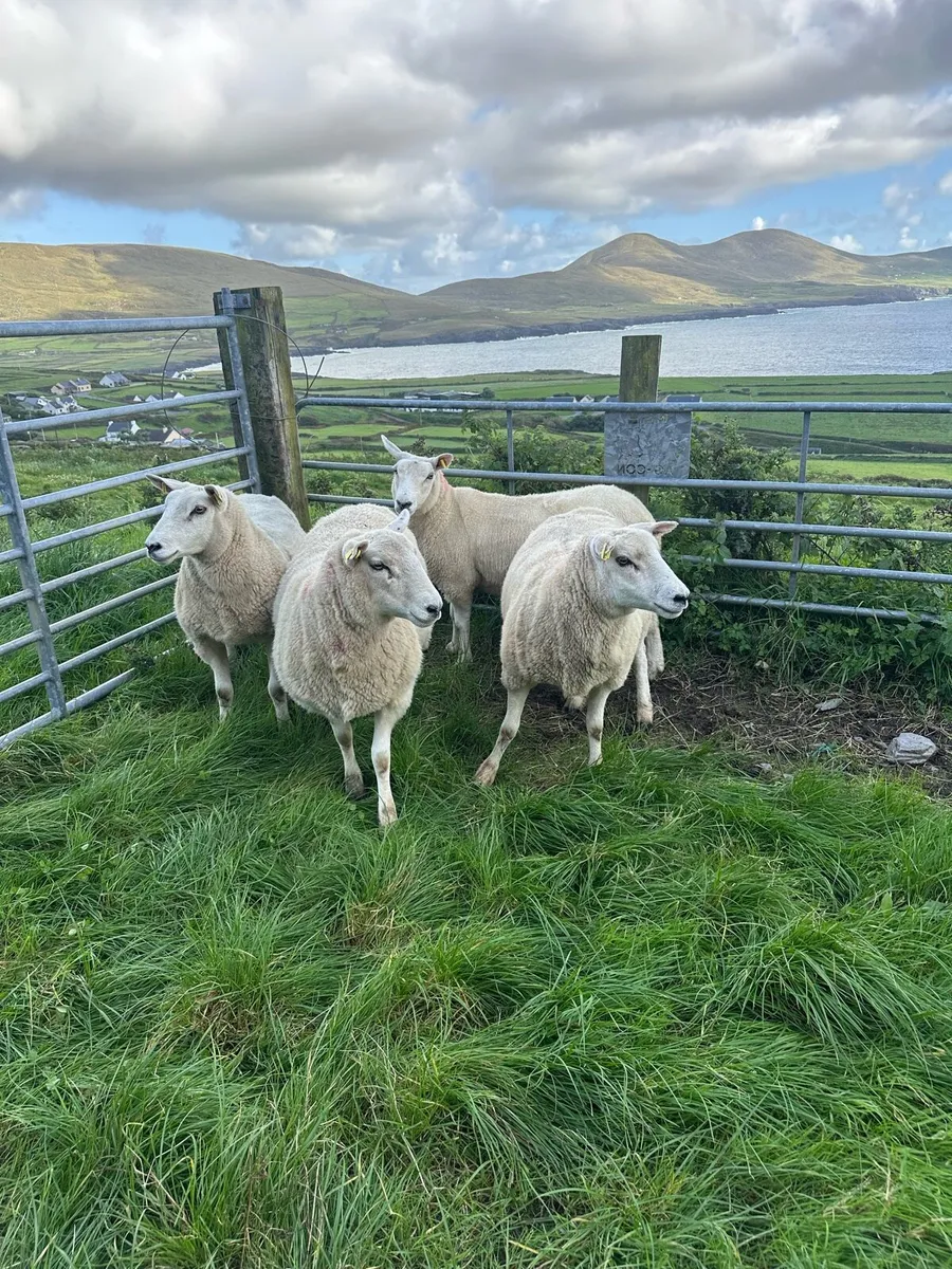 Sheep - Image 2