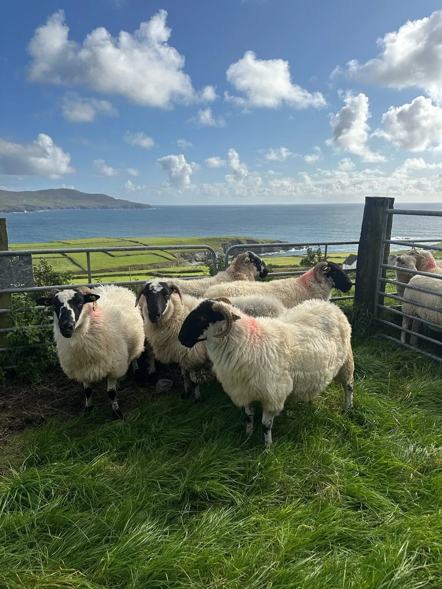 Sheep - Image 3
