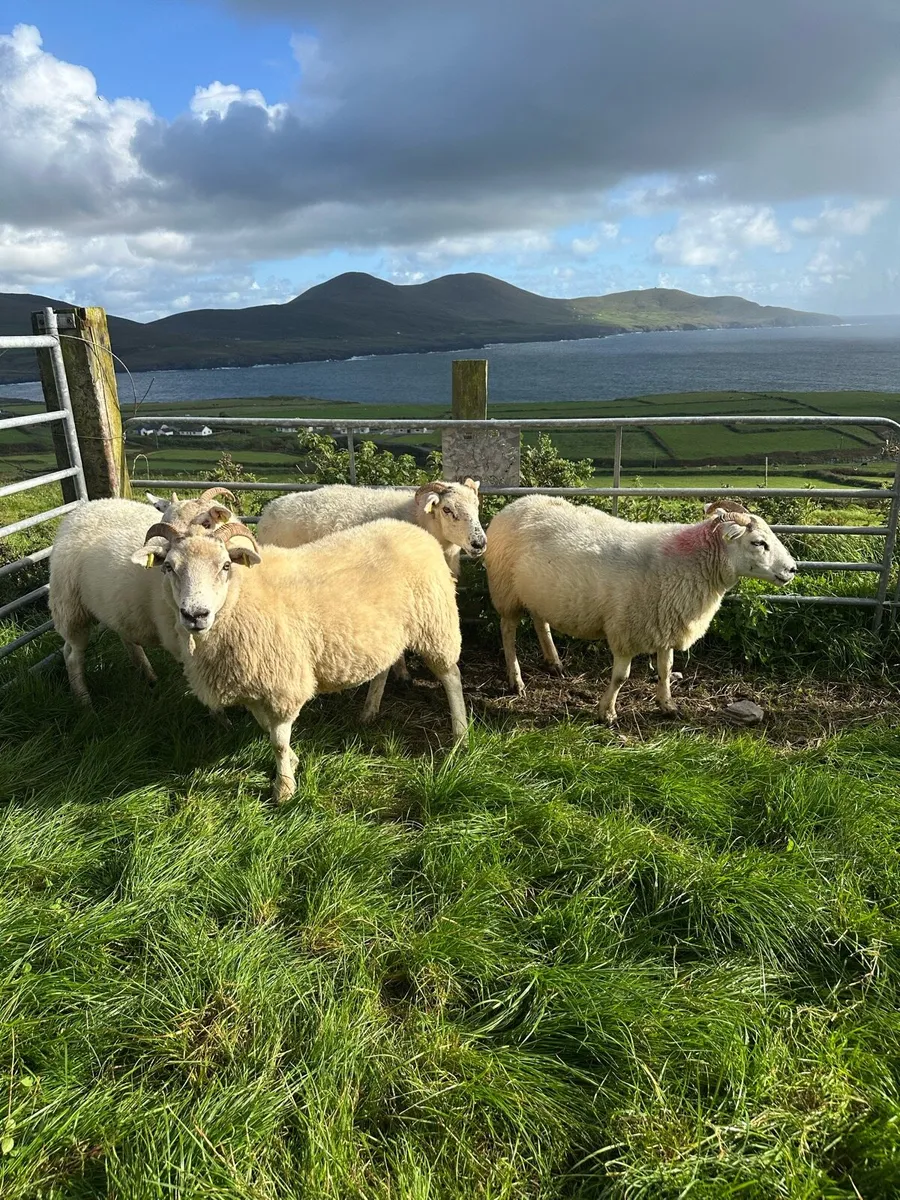 Sheep - Image 4
