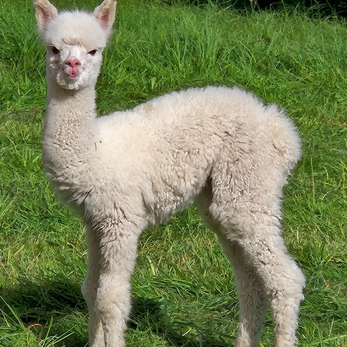 Mourne Alpacas free husbandry training course - Image 2