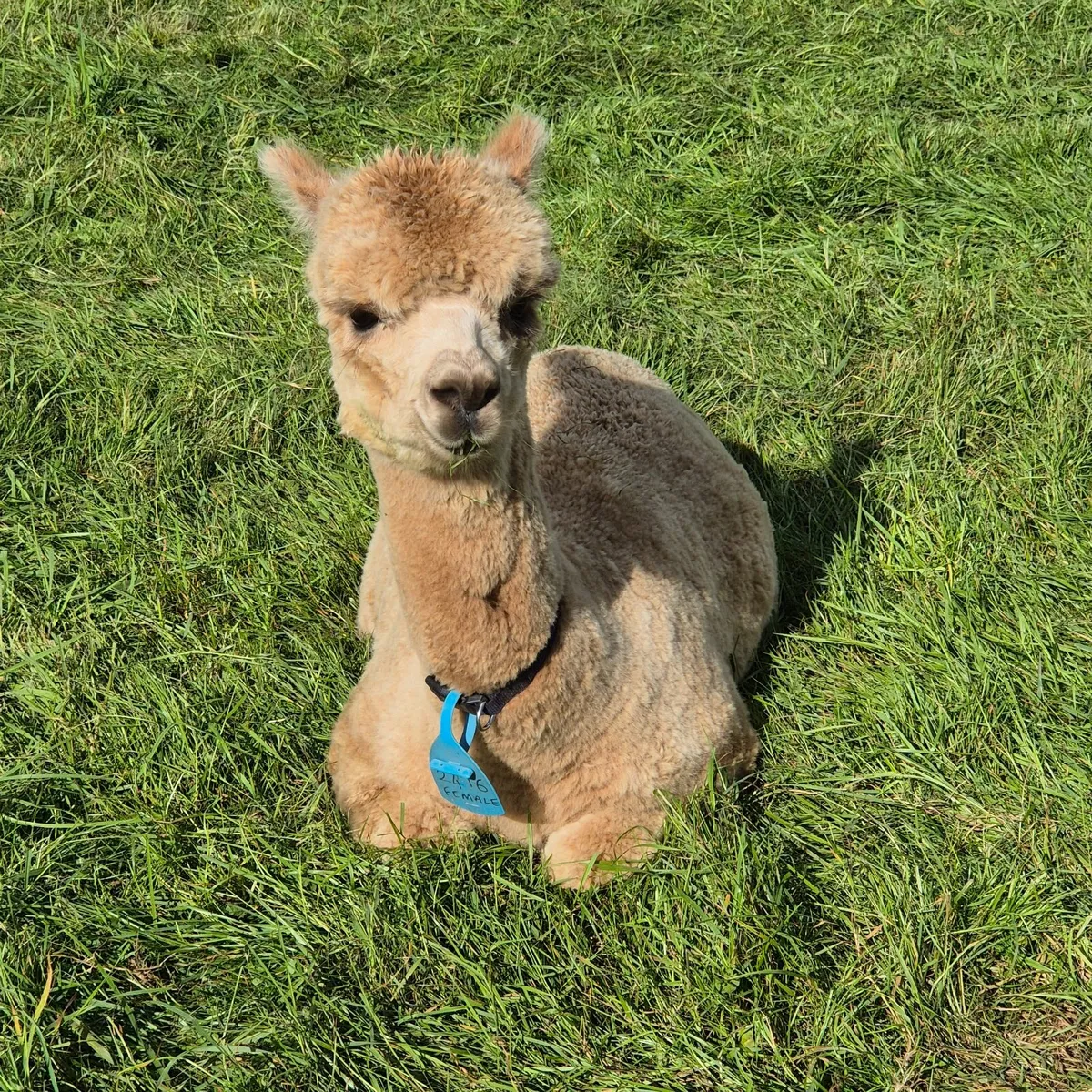 Mourne Alpacas free husbandry training course - Image 3