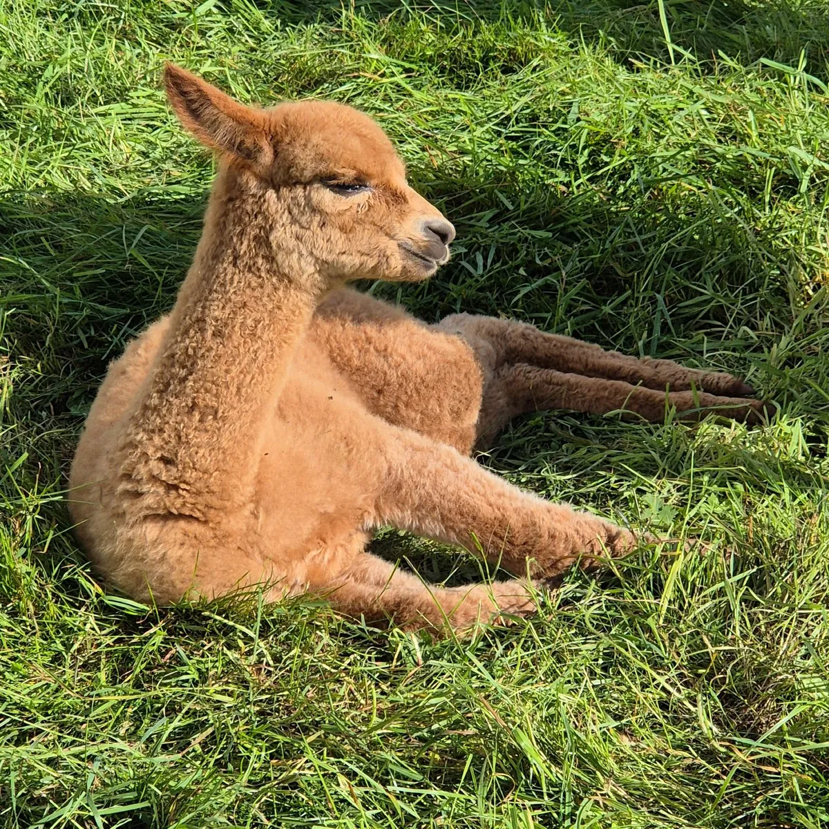 Mourne Alpacas free husbandry training course - Image 4