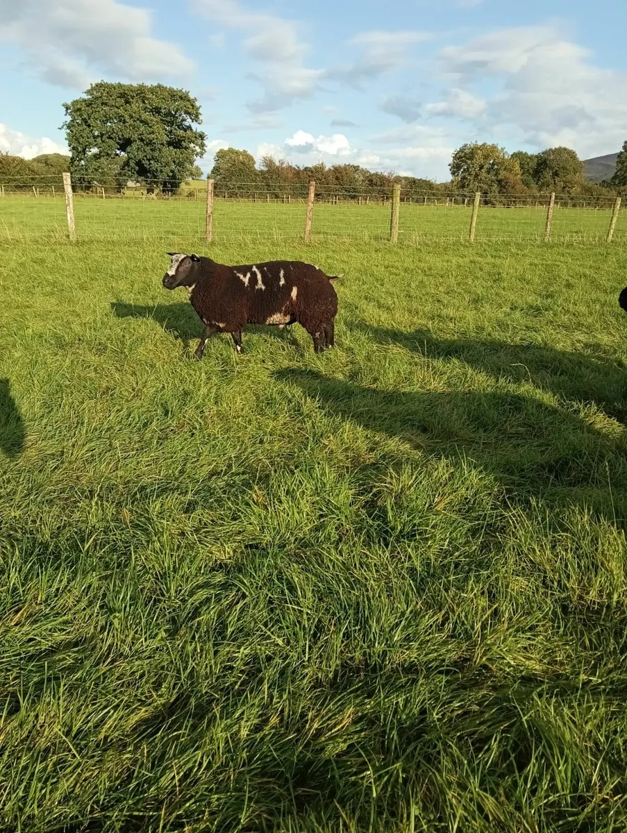 Ram Lamb - Image 3