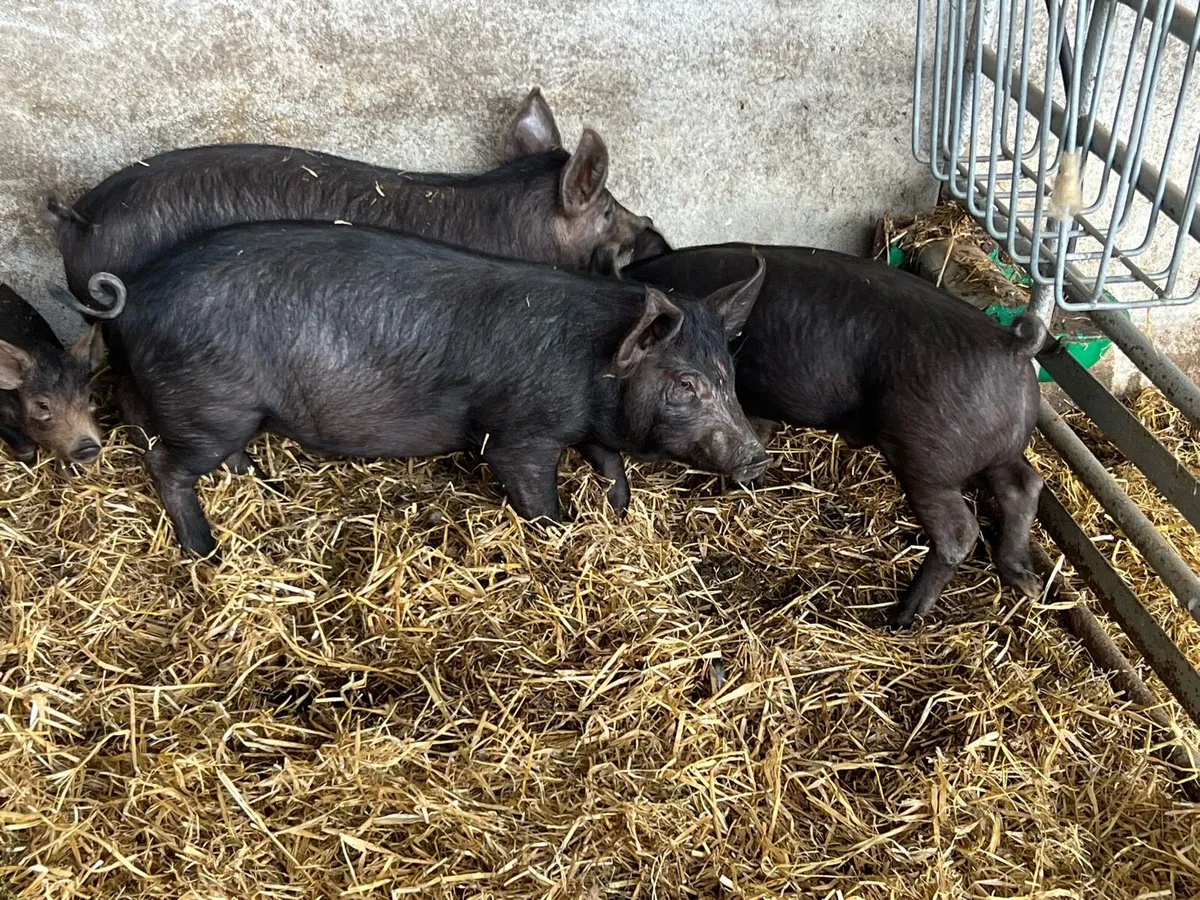 Pigs full symbol organic - Image 1
