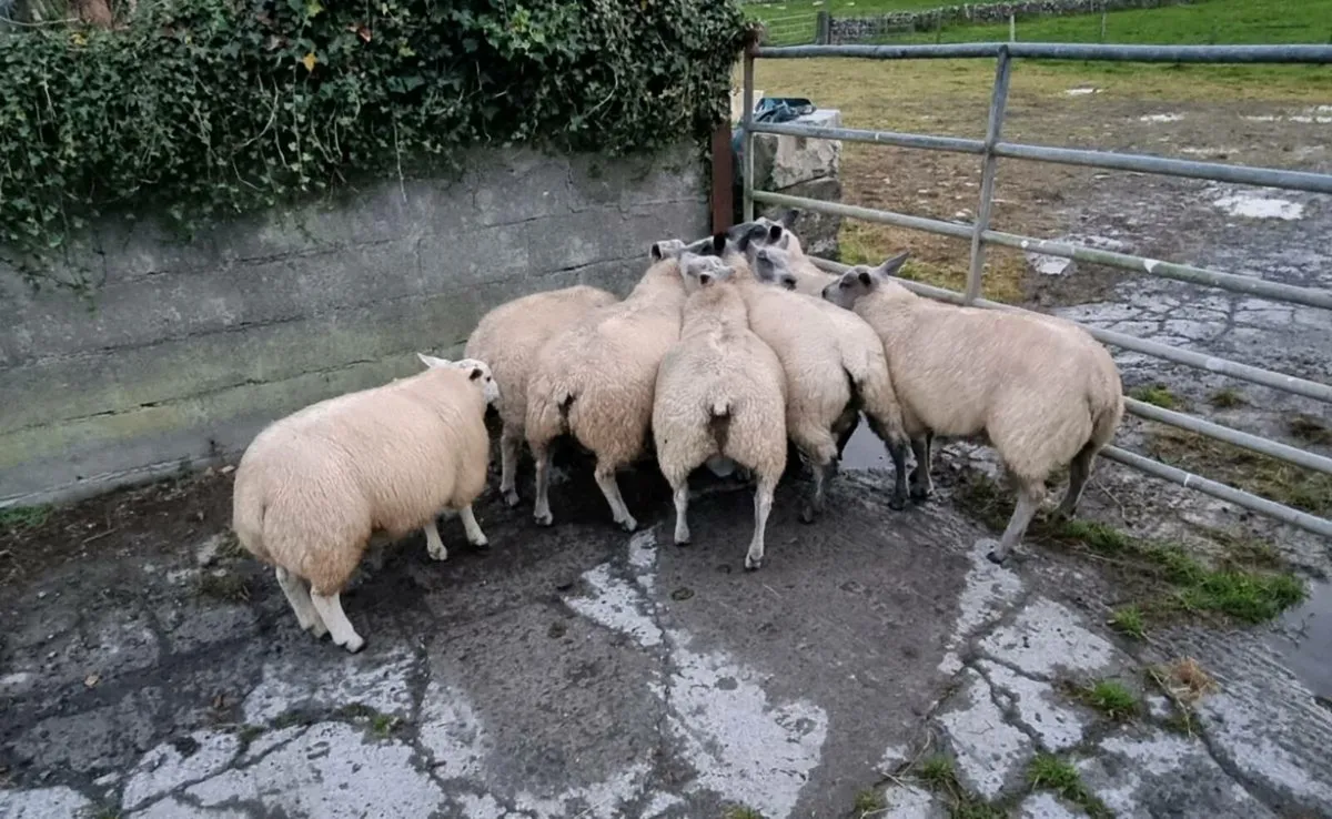 Millennium bleu Ram lambs - Image 3