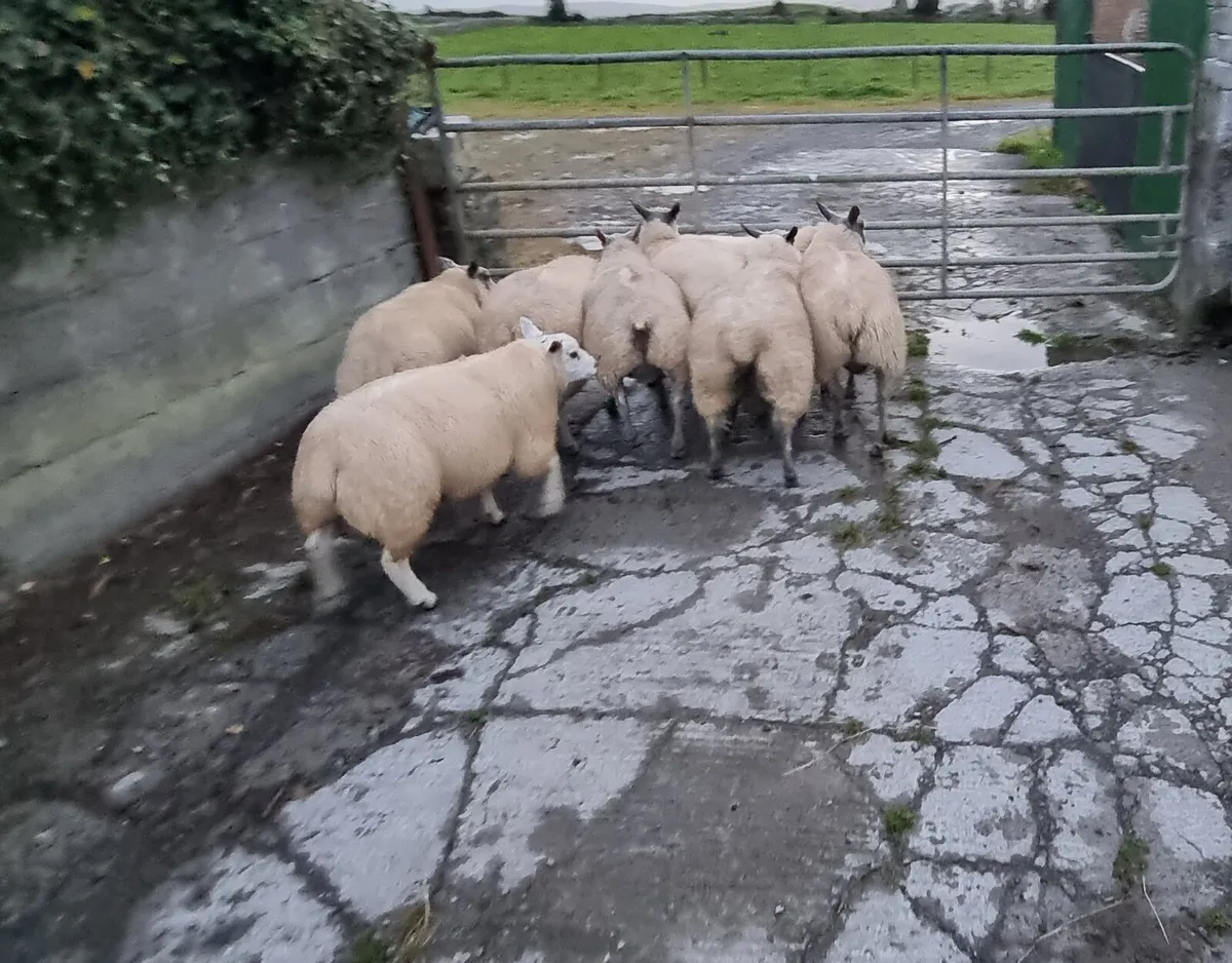 Millennium bleu Ram lambs - Image 4