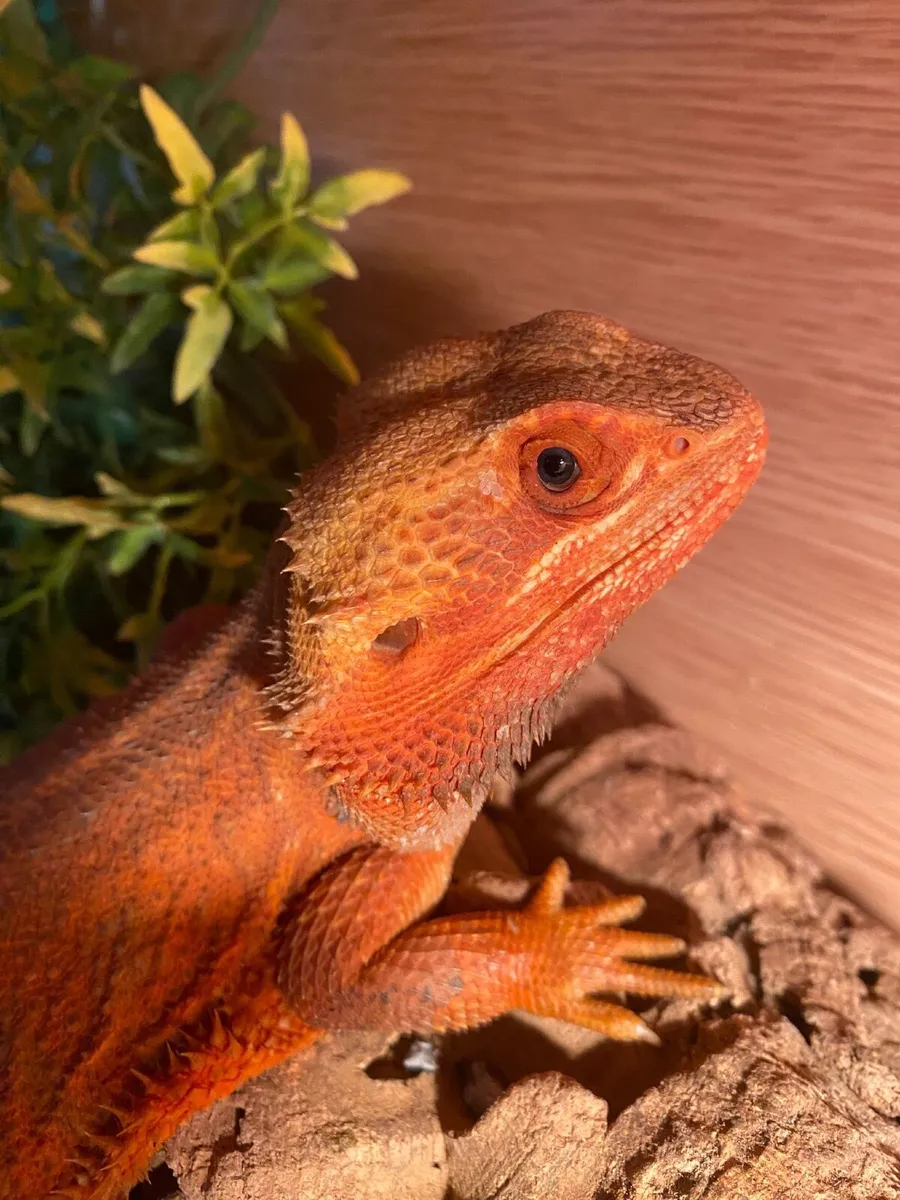 Bearded Dragon with Vivarium & all Accessories - Image 2