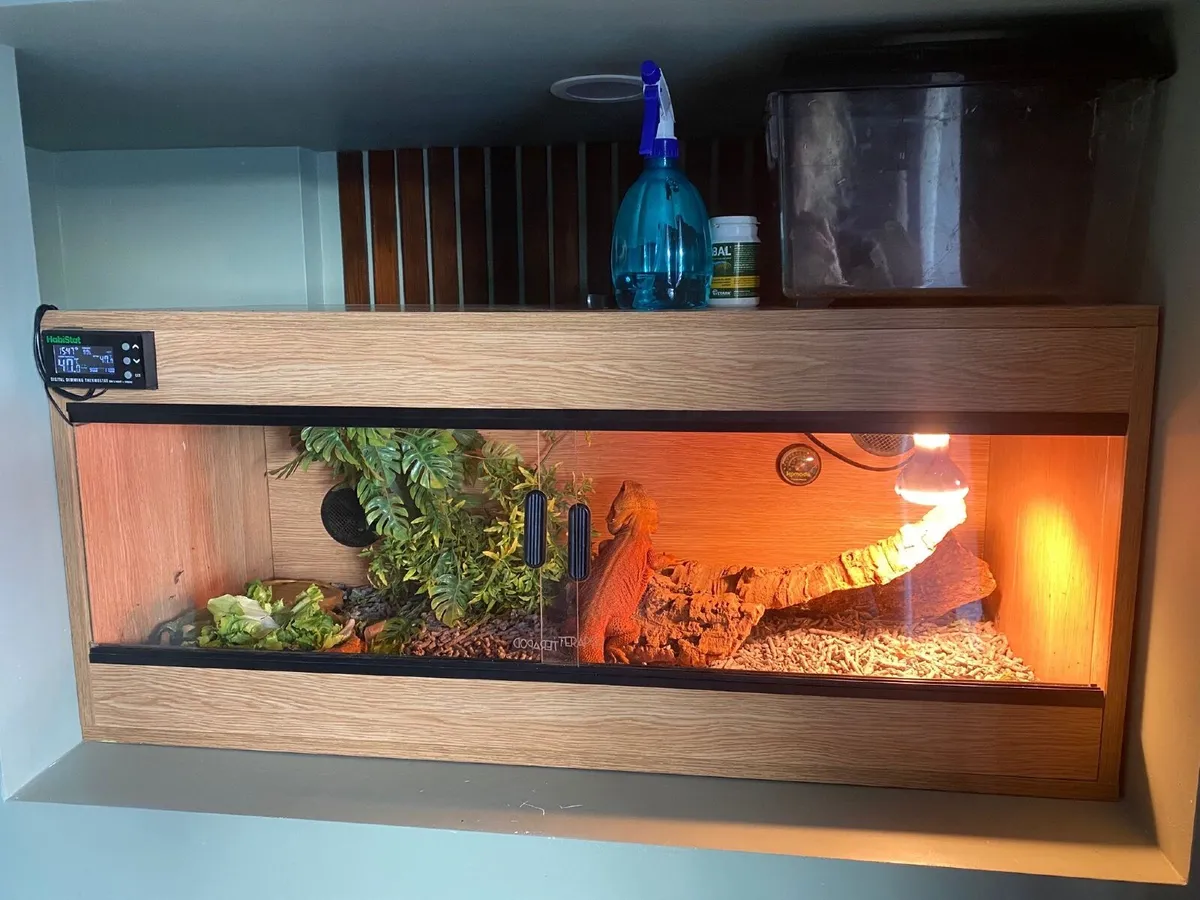 Bearded Dragon with Vivarium & all Accessories - Image 4
