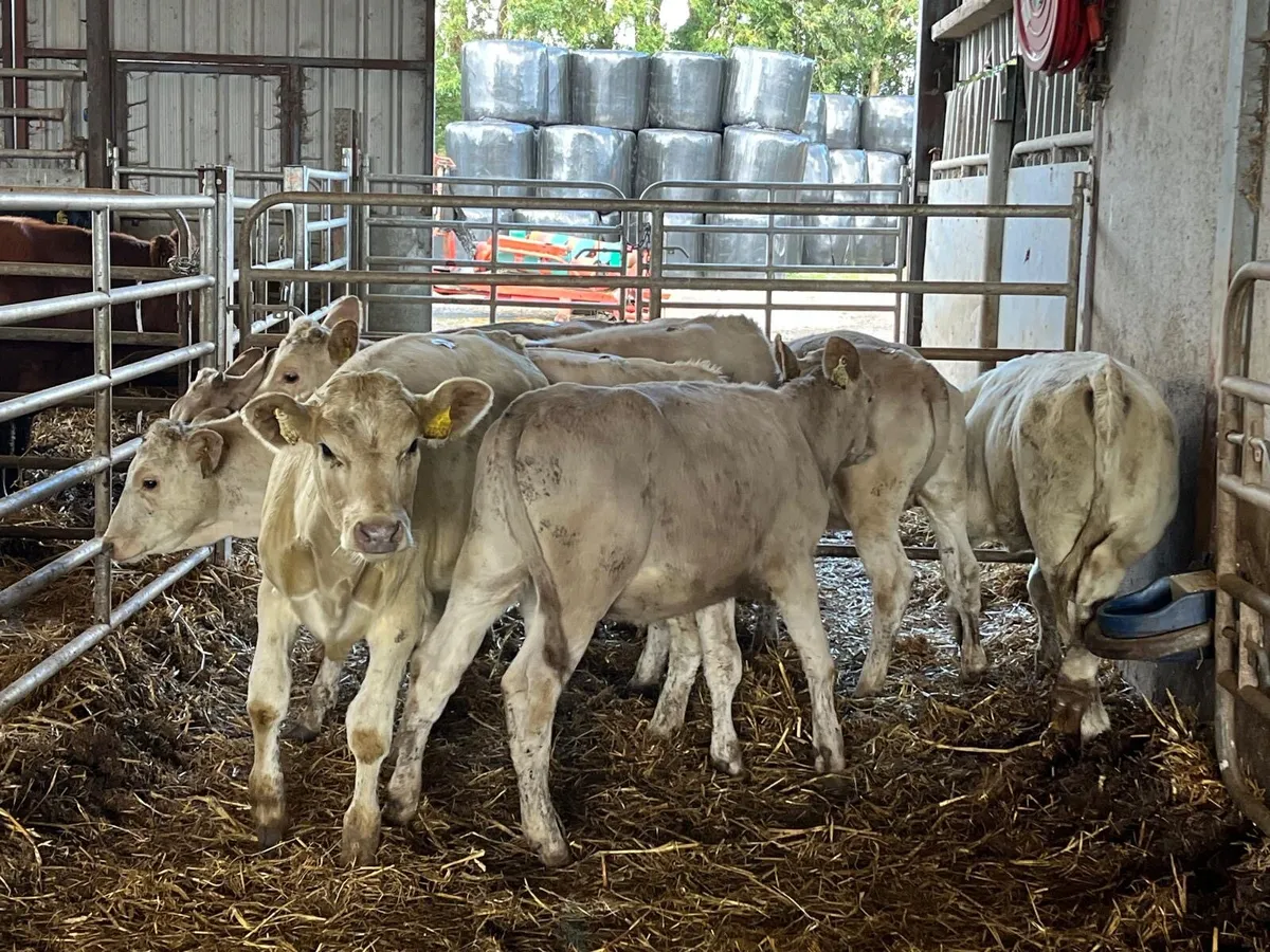 8 super  220 kg charlaois heifers - Image 1